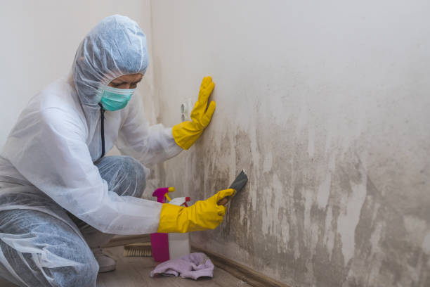 Attic Mold Removal in Pikeville, KY