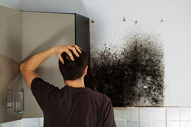 Best Attic Mold Removal  in Pikeville, KY